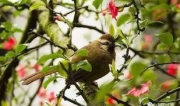 鸟语花香爆料特效视频,特效视频带你沉浸自然之美